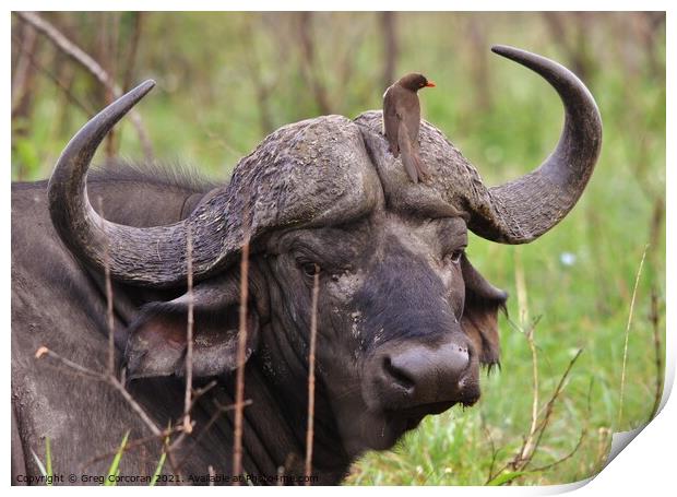 African buffalo being groomed Print by Greg Corcoran