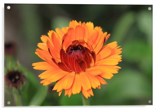 marigold,Calendula Acrylic by terrylee davis