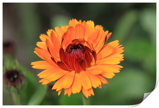 marigold,Calendula Print by terrylee davis