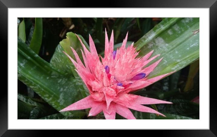 Lovely Flowers  Framed Mounted Print by Paddy 