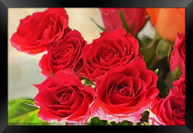 Red roses! Framed Print by Nadeesha Jayamanne