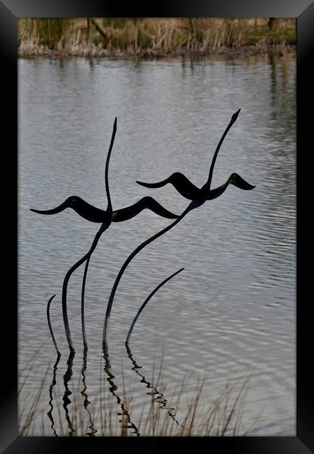 Swan Sculpture Framed Print by Simon Hackett