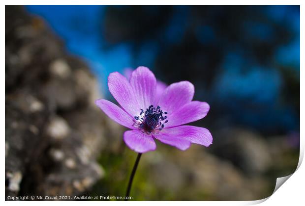 Wild Purple Anemone Print by Nic Croad