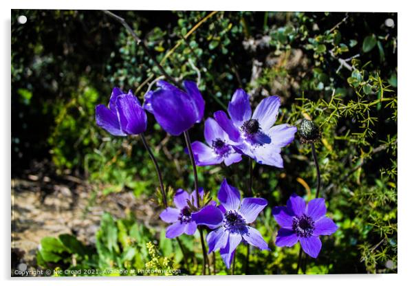 Wild Purple Anemones Acrylic by Nic Croad