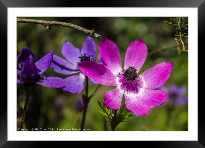 Wild Purple Anemone Framed Mounted Print by Nic Croad