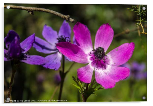Wild Purple Anemone Acrylic by Nic Croad