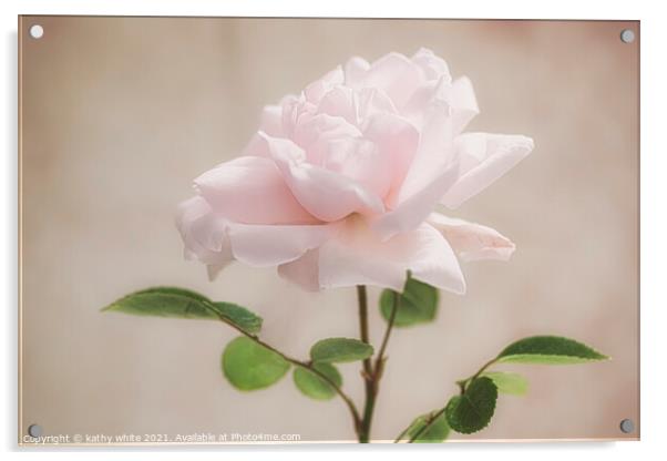 Majestic Pink Rose Acrylic by kathy white