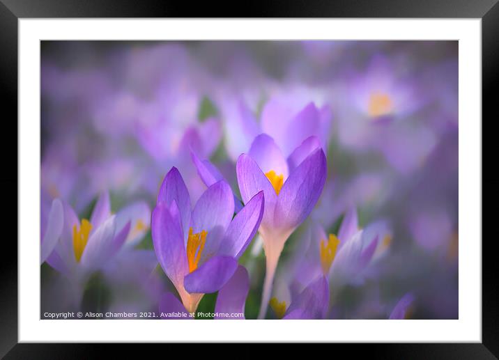 Crocus Glow Framed Mounted Print by Alison Chambers