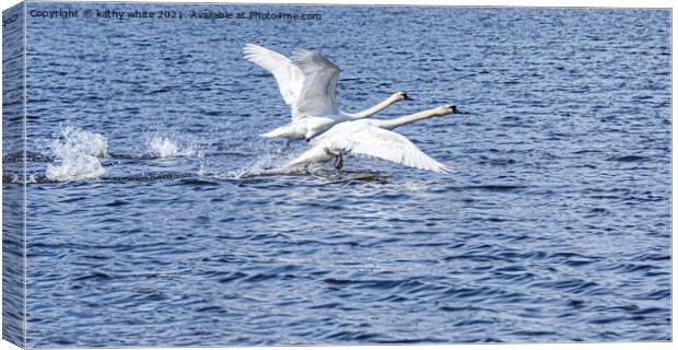 swans in flight,flying swans,swans taking off Canvas Print by kathy white