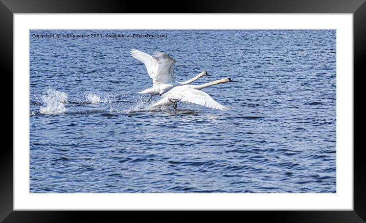 swans in flight,flying swans,swans taking off Framed Mounted Print by kathy white