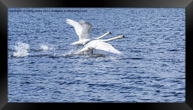 swans in flight,flying swans,swans taking off Framed Print by kathy white