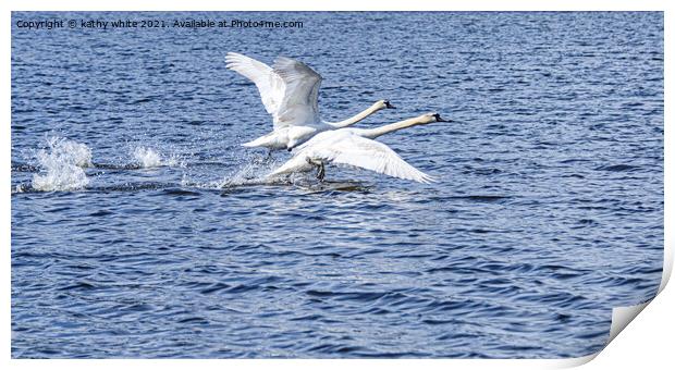 swans in flight,flying swans,swans taking off Print by kathy white