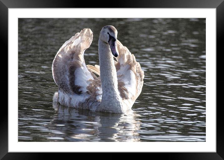 Swan  with its brown plumage,ugly duckling Framed Mounted Print by kathy white