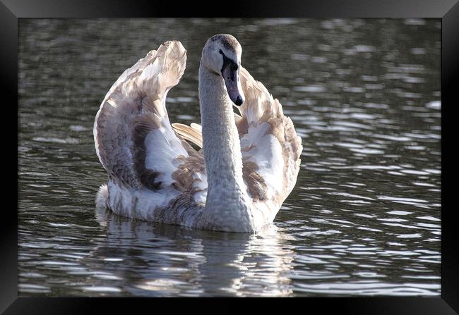 Swan  with its brown plumage,ugly duckling Framed Print by kathy white