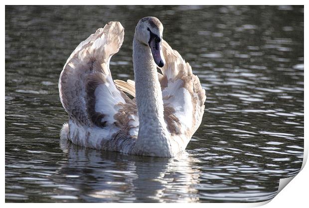 Swan  with its brown plumage,ugly duckling Print by kathy white