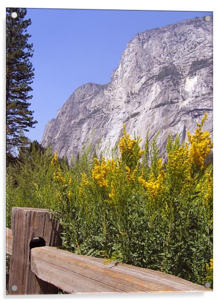 El Capitan, Yosemite National Park Acrylic by Jay Huckins