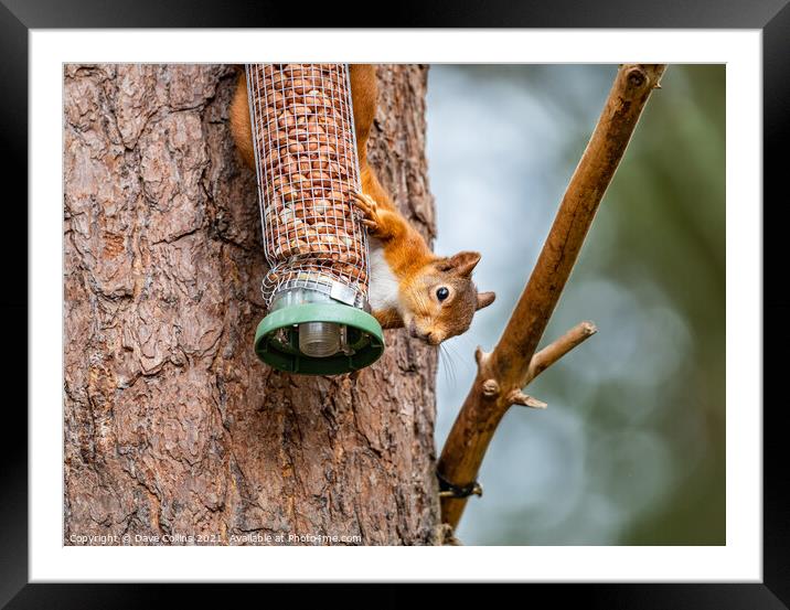 Red Squirrel on a peanut bird feeder Framed Mounted Print by Dave Collins