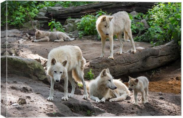 White Wolf Pack with Pups Canvas Print by Arterra 