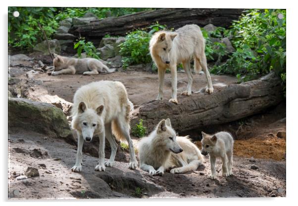White Wolf Pack with Pups Acrylic by Arterra 