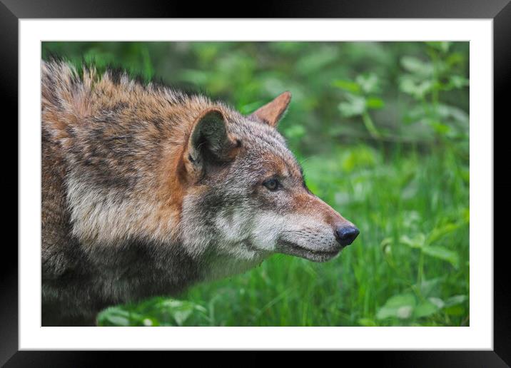 Close-up of Hunting European Wolf Framed Mounted Print by Arterra 