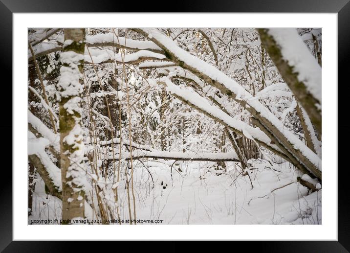 Fascinating view of the forest, surrounded by beautiful snow-covered trees, Latvian nature, winter in the forest	 Framed Mounted Print by Emils Vanags