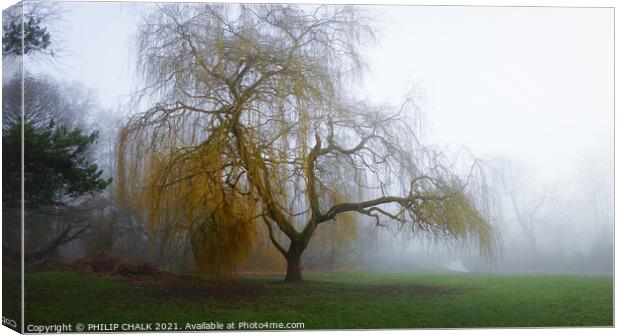 Weeping willow in the mist 354 Canvas Print by PHILIP CHALK