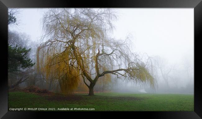 Weeping willow in the mist 354 Framed Print by PHILIP CHALK