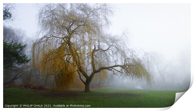 Weeping willow in the mist 354 Print by PHILIP CHALK