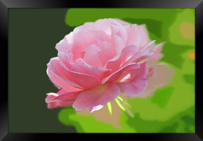 The pink rose  Framed Print by liviu iordache