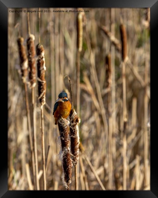 Kingfisher. Framed Print by Angela Aird