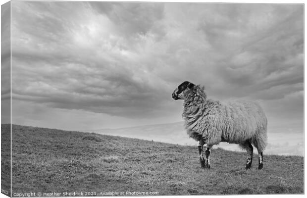 Blackface Sheep on hillside Canvas Print by Heather Sheldrick