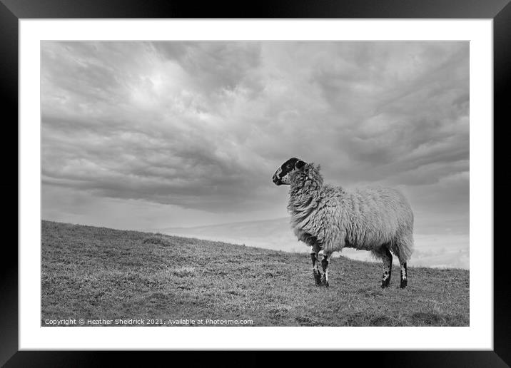 Blackface Sheep on hillside Framed Mounted Print by Heather Sheldrick