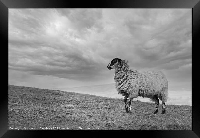Blackface Sheep on hillside Framed Print by Heather Sheldrick