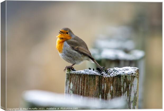 Christmas Robin Canvas Print by Paul McNiffe