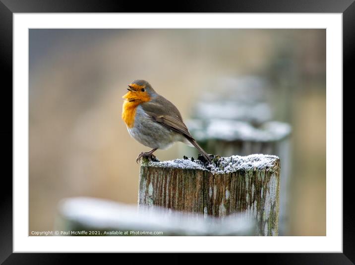 Christmas Robin Framed Mounted Print by Paul McNiffe