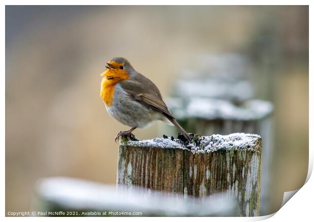 Christmas Robin Print by Paul McNiffe