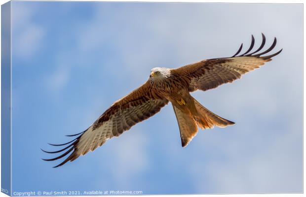 Soaring Red Kite Canvas Print by Paul Smith