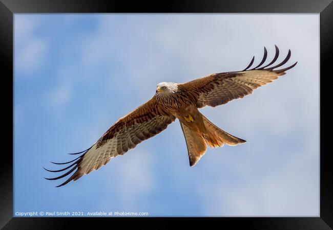 Soaring Red Kite Framed Print by Paul Smith