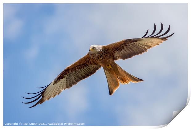 Soaring Red Kite Print by Paul Smith