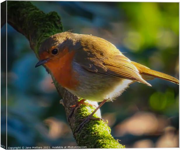 Robin Red Brest  Canvas Print by Jane Metters