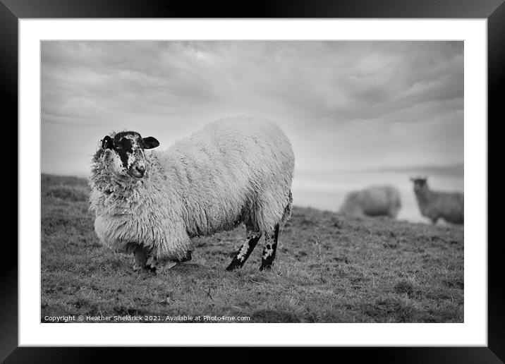 Blackface sheep kneeling on hillside Framed Mounted Print by Heather Sheldrick