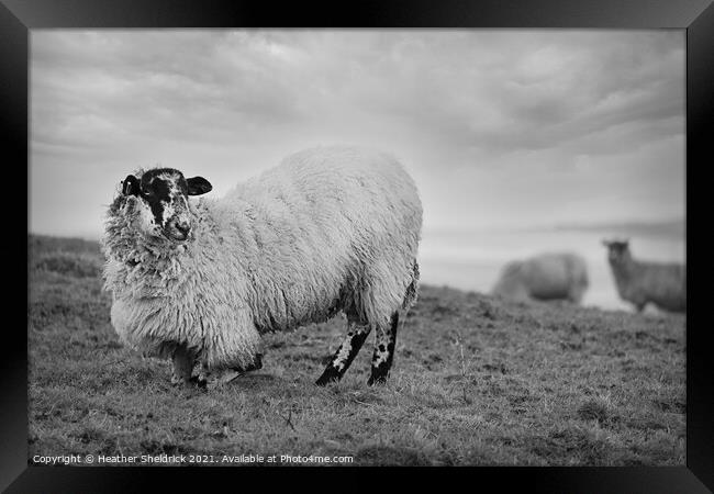 Blackface sheep kneeling on hillside Framed Print by Heather Sheldrick