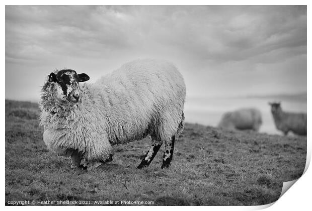 Blackface sheep kneeling on hillside Print by Heather Sheldrick