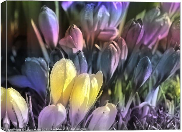 Crocuses Mixed Pastels Canvas Print by Laura Haley