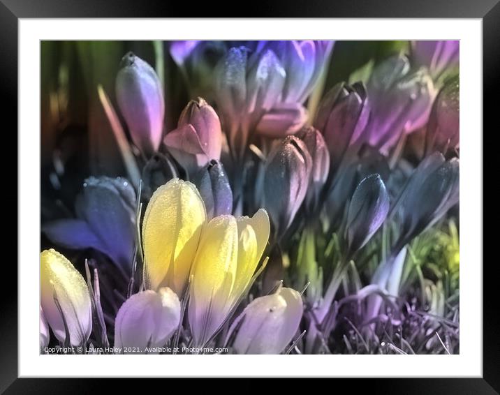 Crocuses Mixed Pastels Framed Mounted Print by Laura Haley