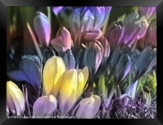 Crocuses Mixed Pastels Framed Print by Laura Haley