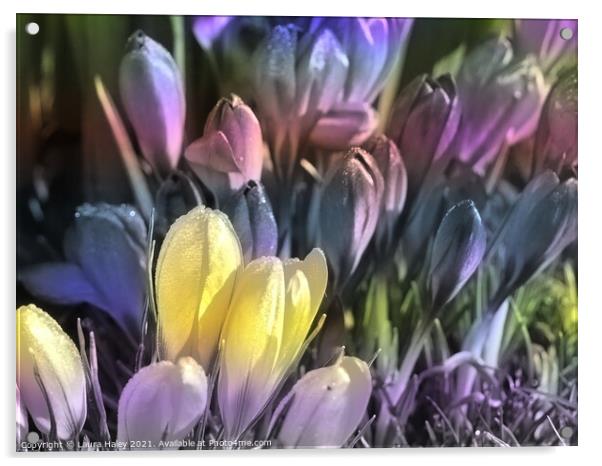Crocuses Mixed Pastels Acrylic by Laura Haley