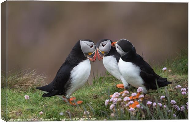 Puffin love Canvas Print by kevin hazelgrove