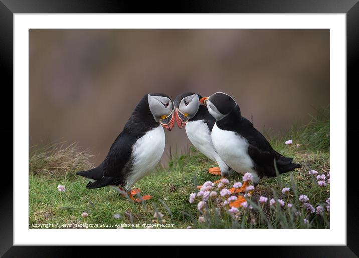 Puffin love Framed Mounted Print by kevin hazelgrove
