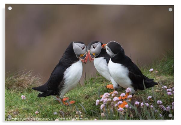 Puffin love Acrylic by kevin hazelgrove
